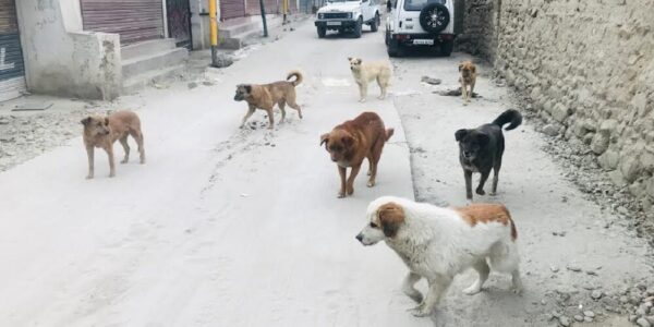 DC Santosh chairs meeting on measures to control Stray Dog Menace in Kargil