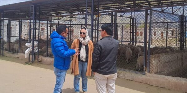 JD sheep husbandry inspects and examines livestock strength at Changluk breeding farm