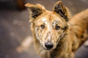 Stray Dog Menace in Gongma Minji, Public in Distress, Authorities Silent