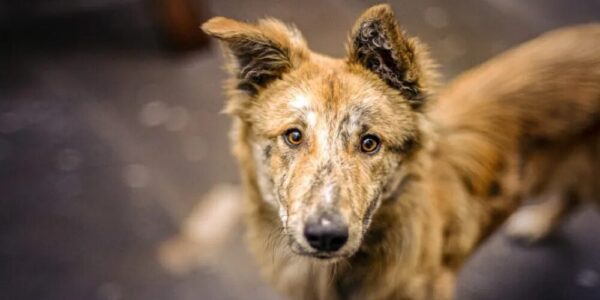 Stray Dog Menace in Gongma Minji, Public in Distress, Authorities Silent