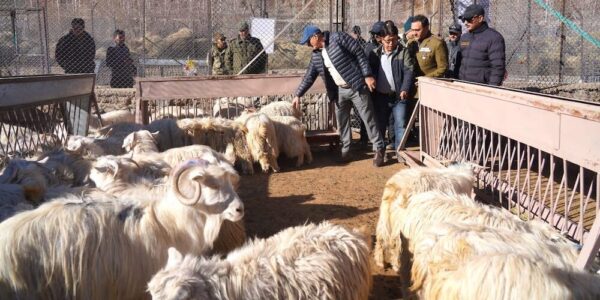 LG Kavinder Pledges Global Push for Ladakh Pashmina, Visits Upshi Goat Farm