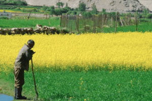 Farming on the Edge: Climate-Resilient Agriculture in India’s Fragile Himalayan Regions