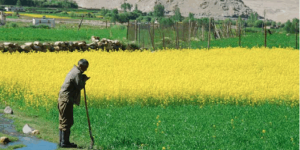 Farming on the Edge: Climate-Resilient Agriculture in India’s Fragile Himalayan Regions
